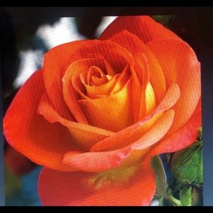 Hi. I’m Kassie! Thanks for stopping by!:) Reasonable offers accepted.